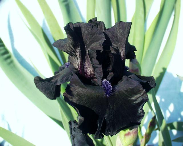 Midnight Oil - tall bearded Iris