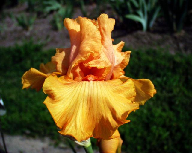 Oktoberfest - tall bearded Iris