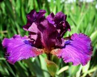 Candy Rock - Reblooming Intermediate bearded Iris