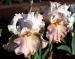 Frappe - fragrant reblooming tall bearded Iris