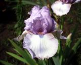 Almost Heaven - tall bearded Iris