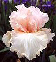 April Vision - fragrant tall bearded Iris