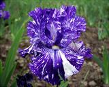Batik - reblooming Border bearded Iris