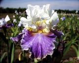 Glitzy - reblooming tall bearded Iris