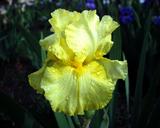 Luminosity - fragrant reblooming tall bearded Iris