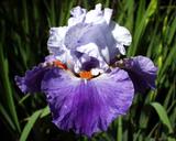 Mam Zelle - tall bearded Iris
