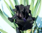Midnight Oil - tall bearded Iris
