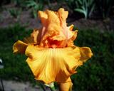 Oktoberfest - tall bearded Iris