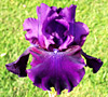 Rosalie Figge - fragrant reblooming tall bearded Iris