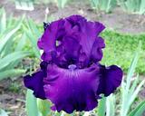Shoptalk - fragrant tall bearded Iris