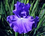 Thunder Quay - tall bearded Iris