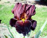 Witch of Endor - reblooming tall bearded Iris