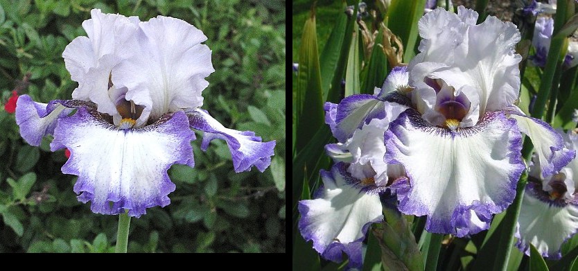Birthday Magic - tall bearded Iris