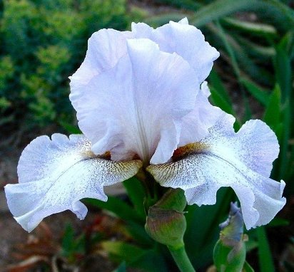 Hidden Gem - tall bearded Iris