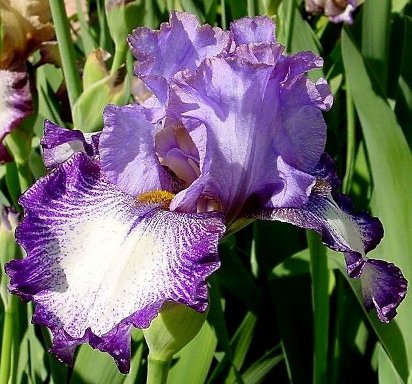 Promises Kept - tall bearded Iris