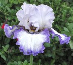 Birthday Magic - tall bearded Iris