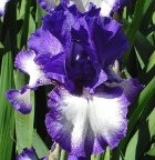 Your Majesty - tall bearded Iris