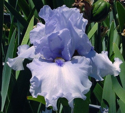 Blue Coyote - tall bearded Iris