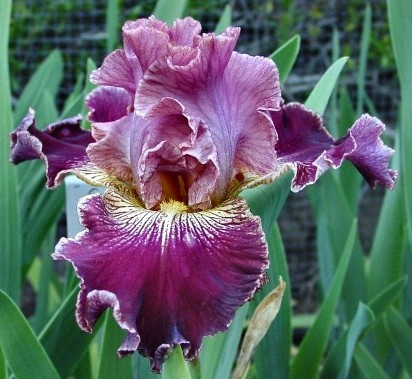 Desert Legacy - reblooming border bearded Iris