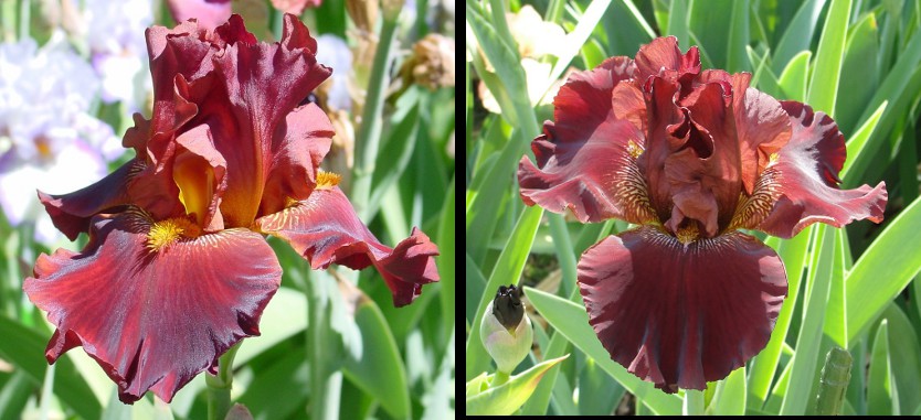 My Little Wagon - fragrant tall bearded Iris