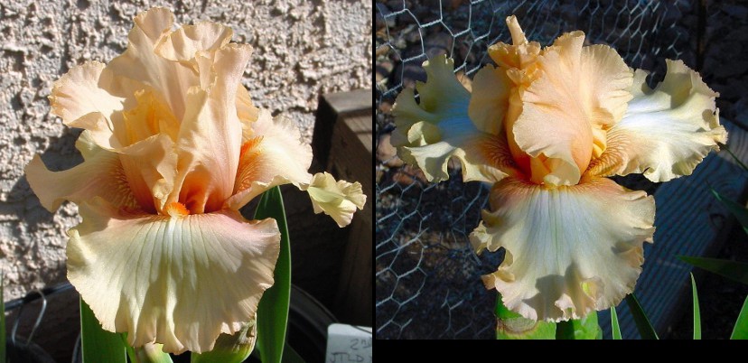 Pamela Rae - fragrant tall bearded Iris