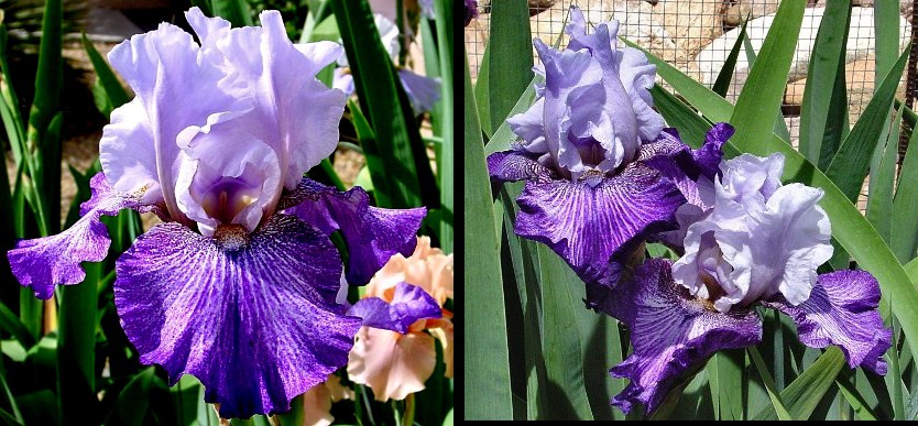 Your Highness - tall bearded Iris