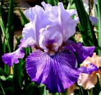 Your Highness - tall bearded Iris