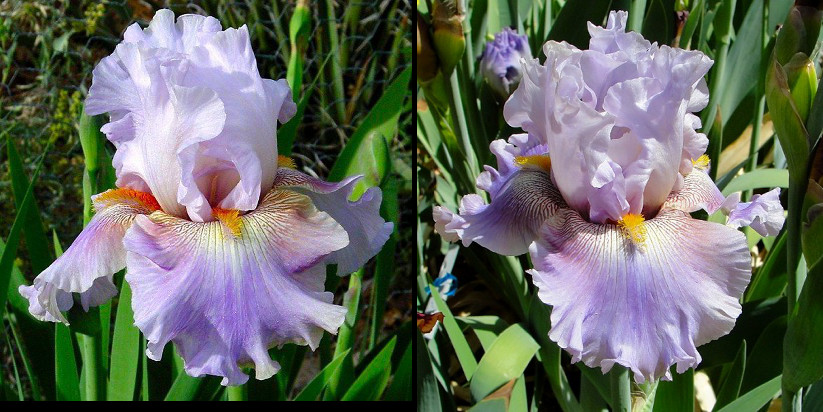 Prismatic Crown - tall bearded Iris