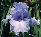 Blue Coyote - tall bearded Iris