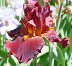 My Little Wagon - fragrant tall bearded Iris