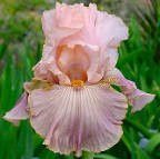 Naturally Sweet - fragrant tall bearded Iris