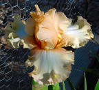 Pamela Rae - fragrant tall bearded Iris