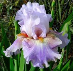 Prismatic Crown - tall bearded Iris