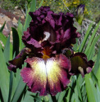 Vance George - tall bearded Iris