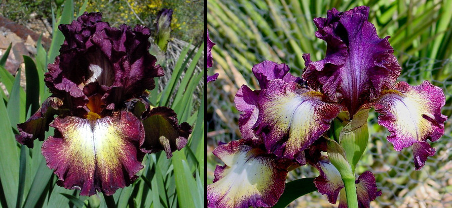 Vance George - tall bearded Iris