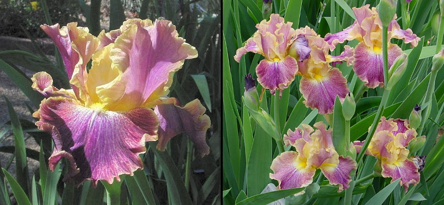 Flame Catcher - tall bearded Iris