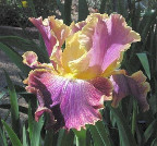 Flame Catcher - tall bearded Iris