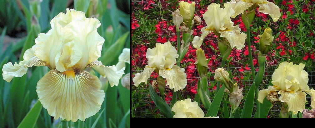 Grace Found Me - tall bearded Iris