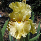 Grace Found Me - tall bearded Iris