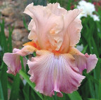 Healthy Living - tall bearded Iris
