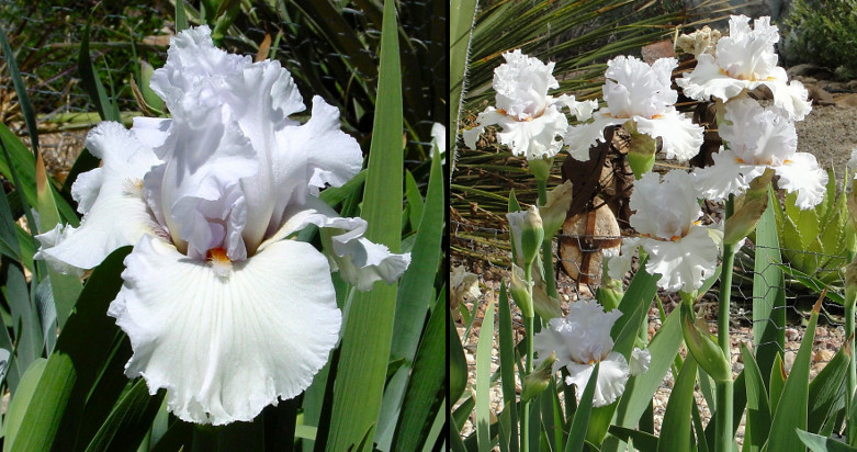 Heartfelt Beauty - fragrant tall bearded Iris