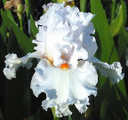 Heartfelt Beauty - fragrant tall bearded Iris