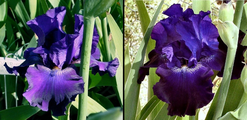 Morning Pause - tall bearded Iris