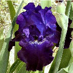 Morning Pause - tall bearded Iris