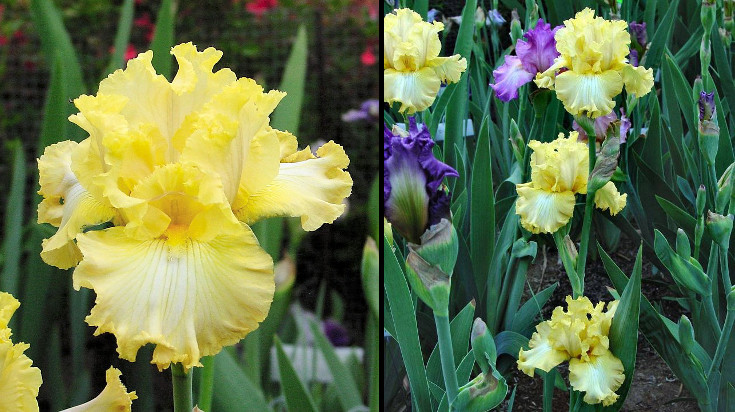 Oro Valley Sunshine - tall bearded Iris