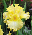Oro Valley Sunshine - tall bearded Iris