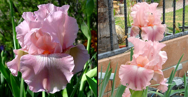 Pink Matters - tall bearded Iris