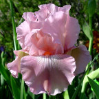 Pink Matters - tall bearded Iris