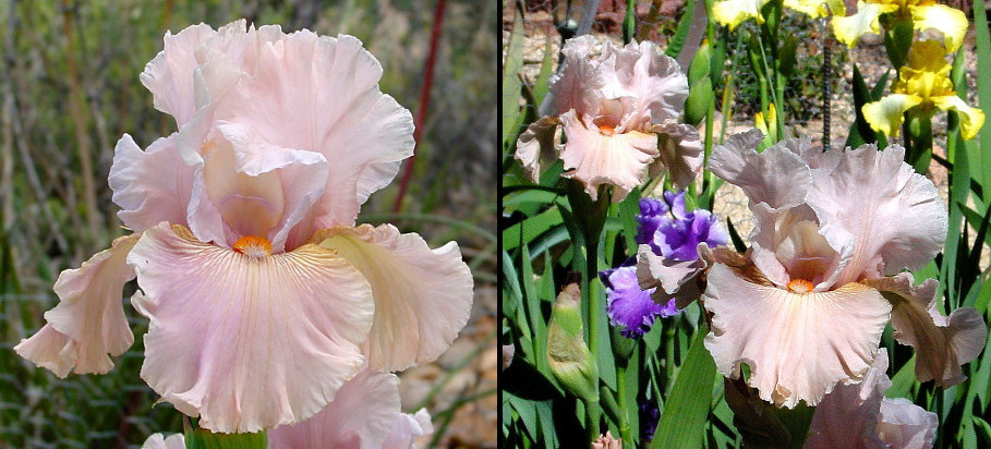 Sunrise at Dawn - tall bearded Iris