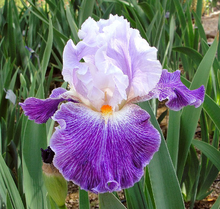 Hope Rises - tall bearded Iris